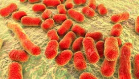 olumcul antibiyotik direncli super bakteri tespit edildi 4YPAuVtk