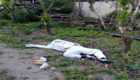 parmagini ari sokan arici oldu tUJ2b6bP
