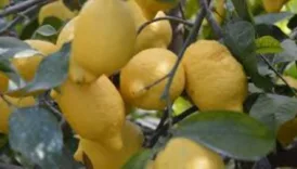 turkiye limon ihracatini 8 nisan itibariyle durdurdu NAfe6CVw