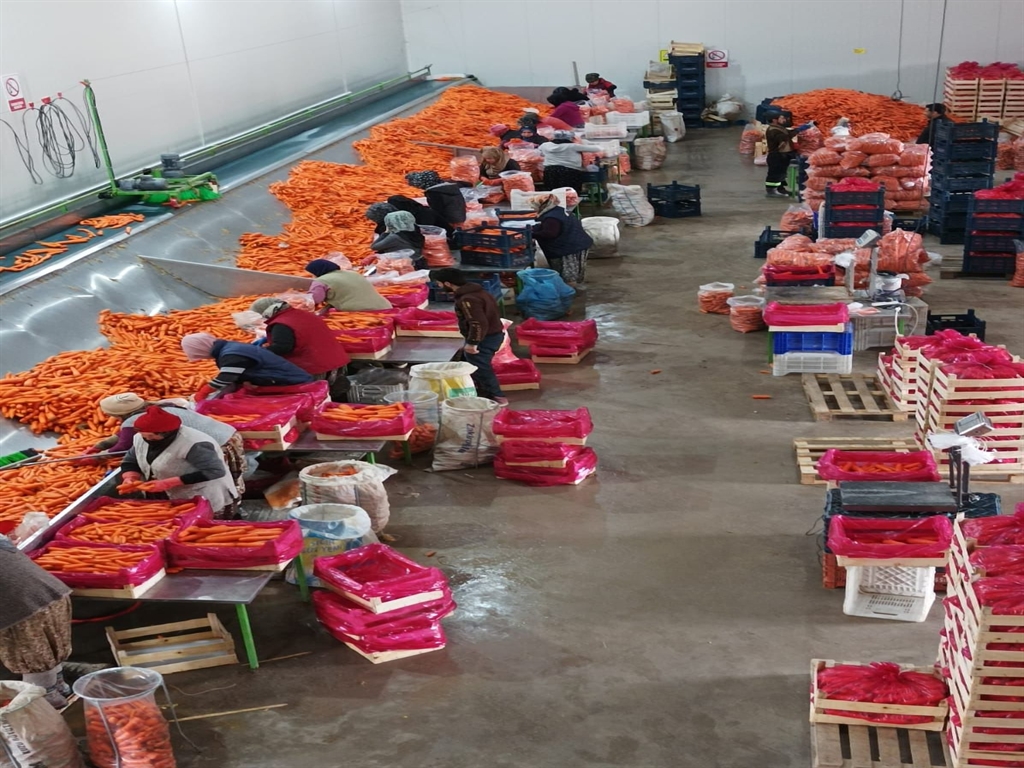 zirai dona karsi koklu cozum 0 5Xc5XStN
