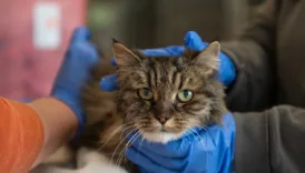 380 metreden dusen kedi olmedi sahipleri oldu P4I5h2fh