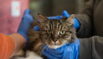 380 metreden dusen kedi olmedi sahipleri oldu P4I5h2fh