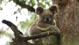 havadan katliam helikopterle yuzlerce koala olduruldu hArS9ONn