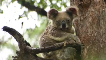 havadan katliam helikopterle yuzlerce koala olduruldu hArS9ONn