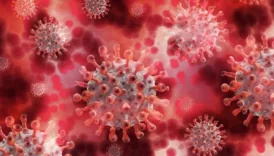 latin amerikada hizla yayilan gizemli virus Kcx8c7iJ